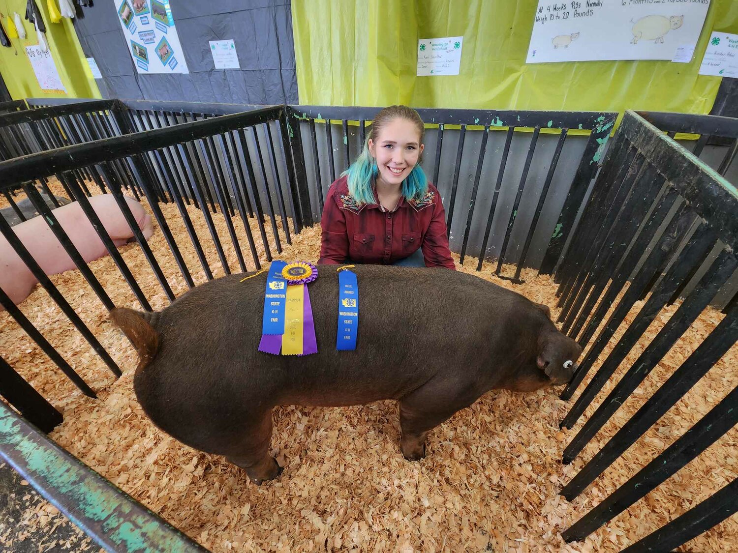 "Sisters Kairi Ayers Guenther, a 2023 Napavine High School graduate and current Centralia College student, and Kenzington Guenther, a Napavine fourth grader, each were awarded Grand Champion awards for their pigs on Sept. 17 at the Washington State Fair in Puyallup. Kairi's pig, named Ruff Nut, is a Red Duroc,” wrote their grandpa, Jerry Guenther, in an email to The Chronicle. “Kenzington's pig, named Ash, is a Yorkshire. Additionally, each sister received fourth-place ribbons for showing and fitting in their respective age brackets." 
